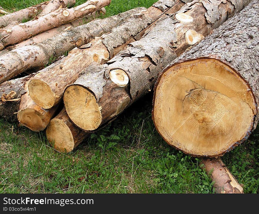 Logs of tree in nature