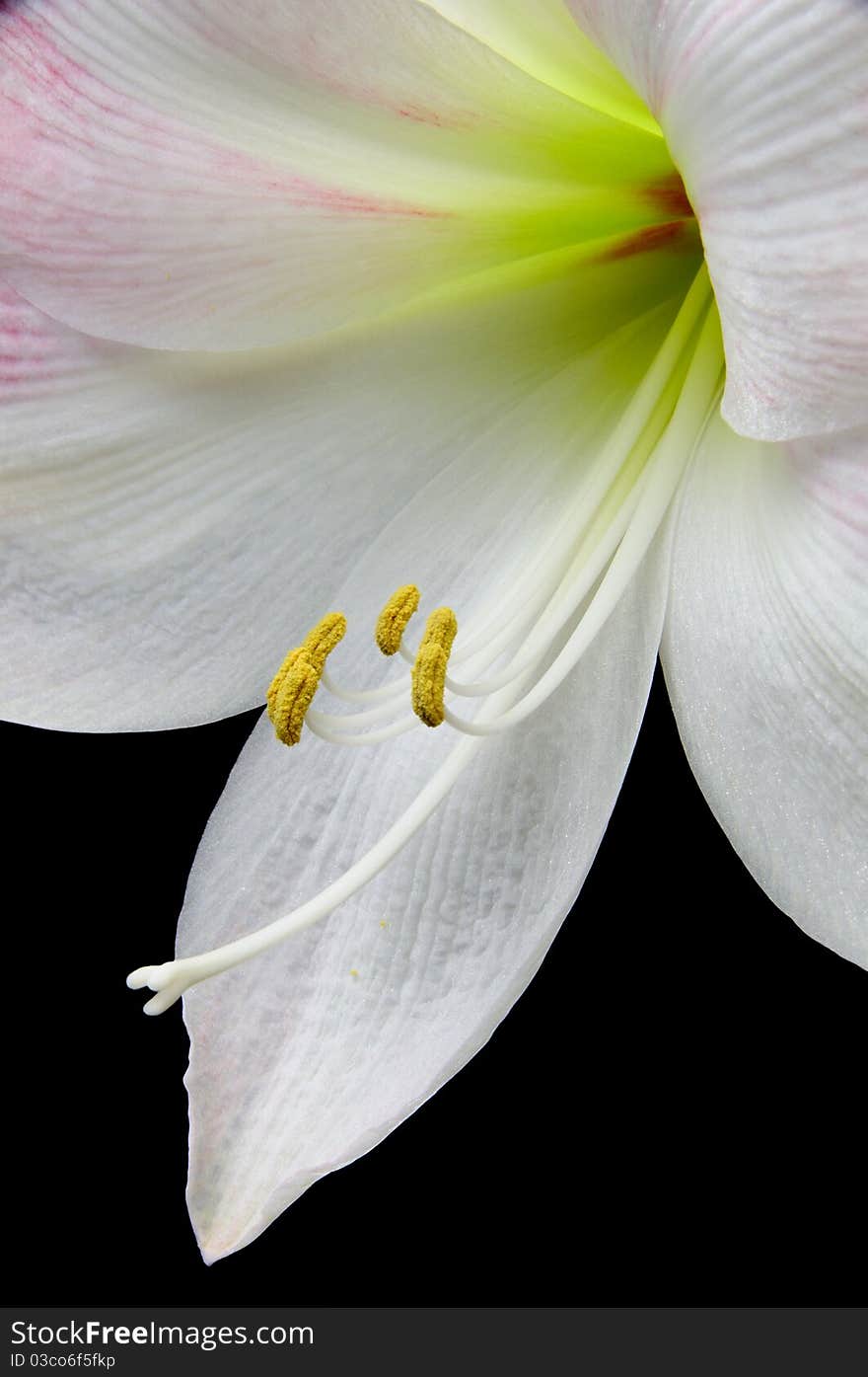 Amaryllis