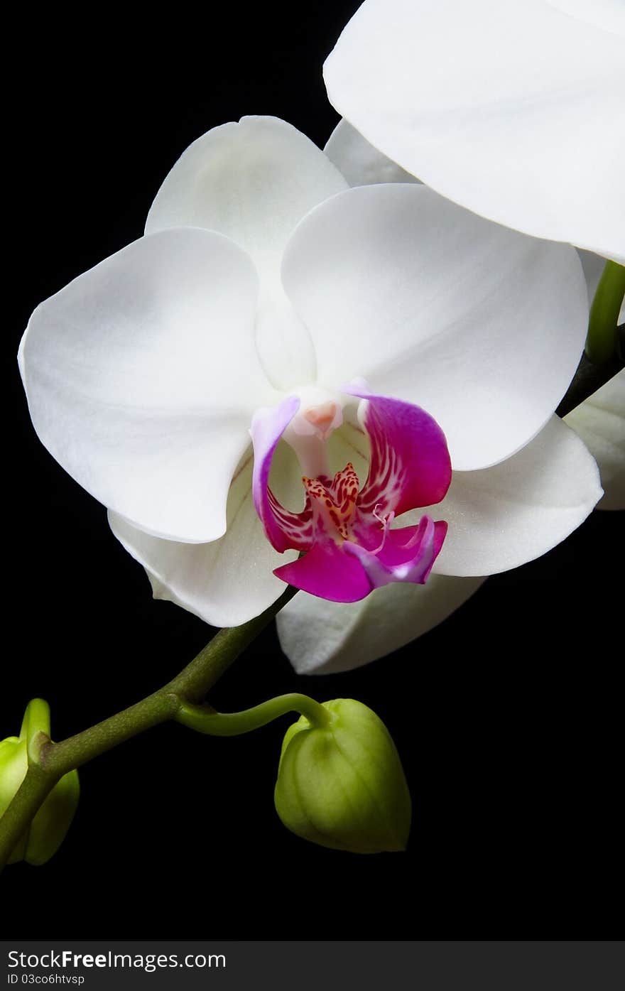 Orchid