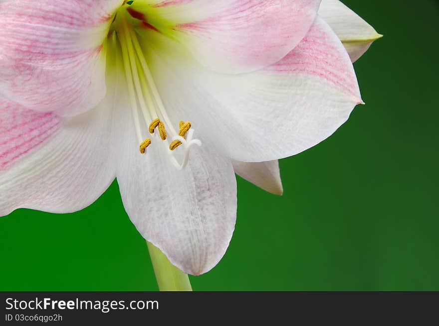 Closeup of beautiful apple blossom amaryllis flower and stamen on green background. Closeup of beautiful apple blossom amaryllis flower and stamen on green background