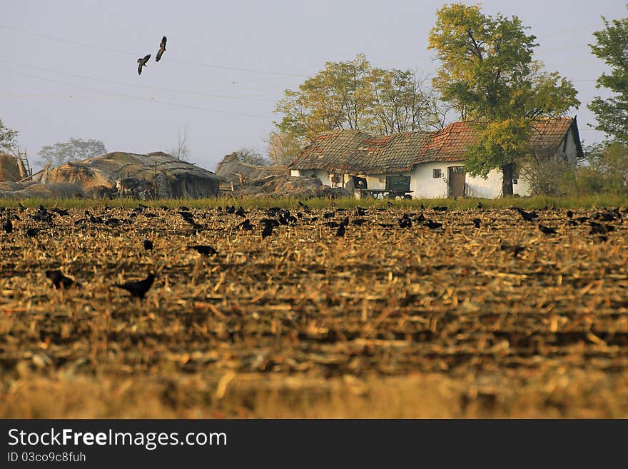 Ruined countryside with flying crow flock