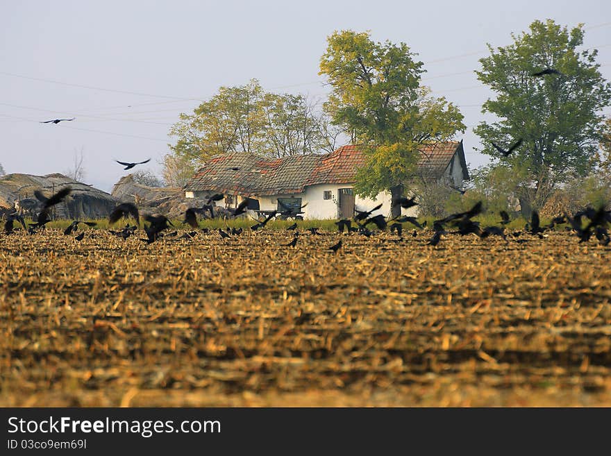 Ruined countryside with flying crow flock above stubble in late afternoon in warm light