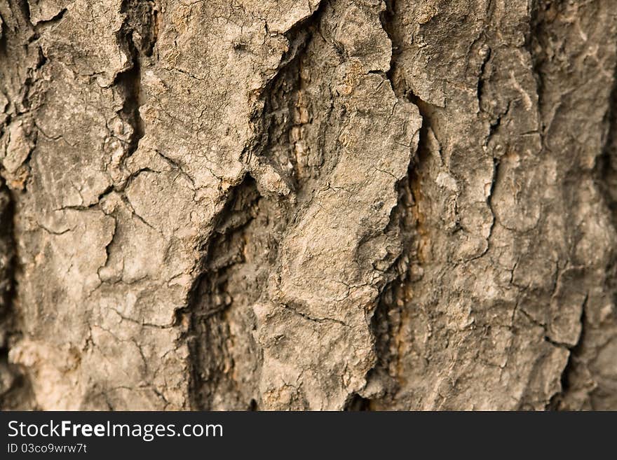 Tree Bark