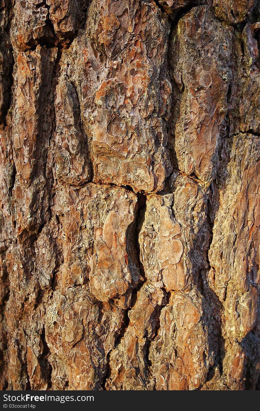 Natural bark texture of the tree. Natural bark texture of the tree