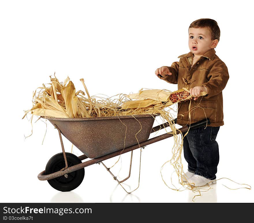 An adorable baby boy with a wheelbarrow full of hay and Indian corn. Isolated on white. An adorable baby boy with a wheelbarrow full of hay and Indian corn. Isolated on white.