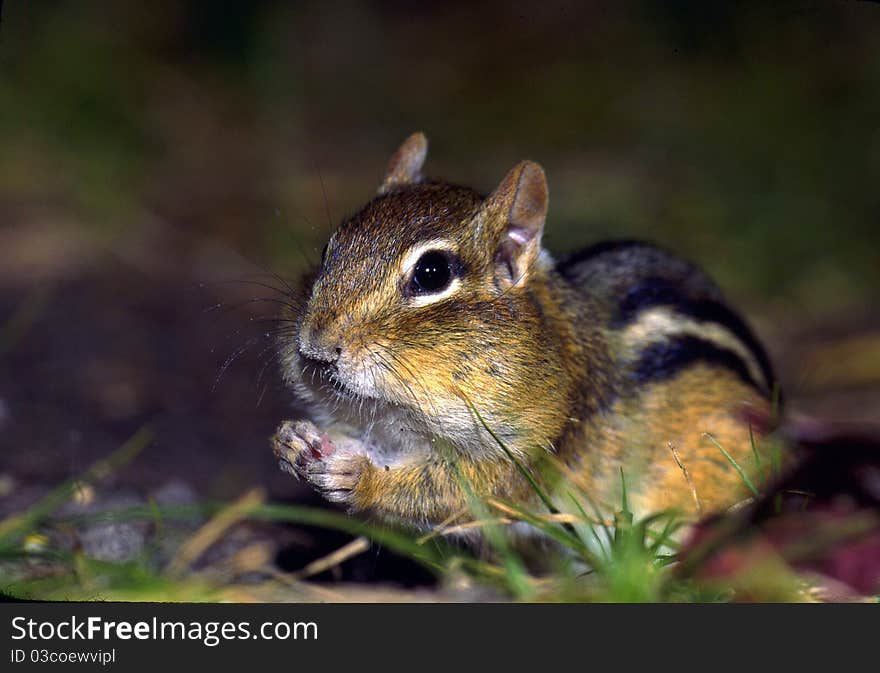 Eastern Chipmunk feeding in the late evening