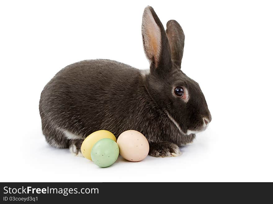 A Rabbit Isolated On White With Easter Eggs