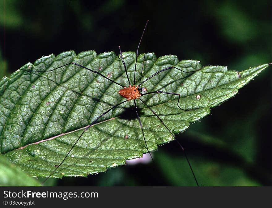 Eastern Daddy Long Legs hunting in early afternoon