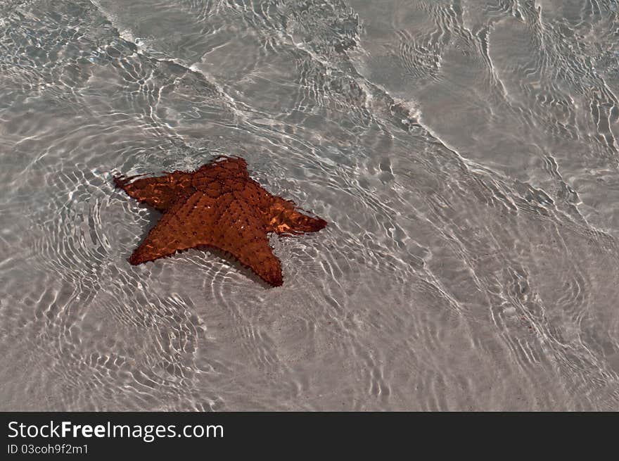Red sea star in Cuba