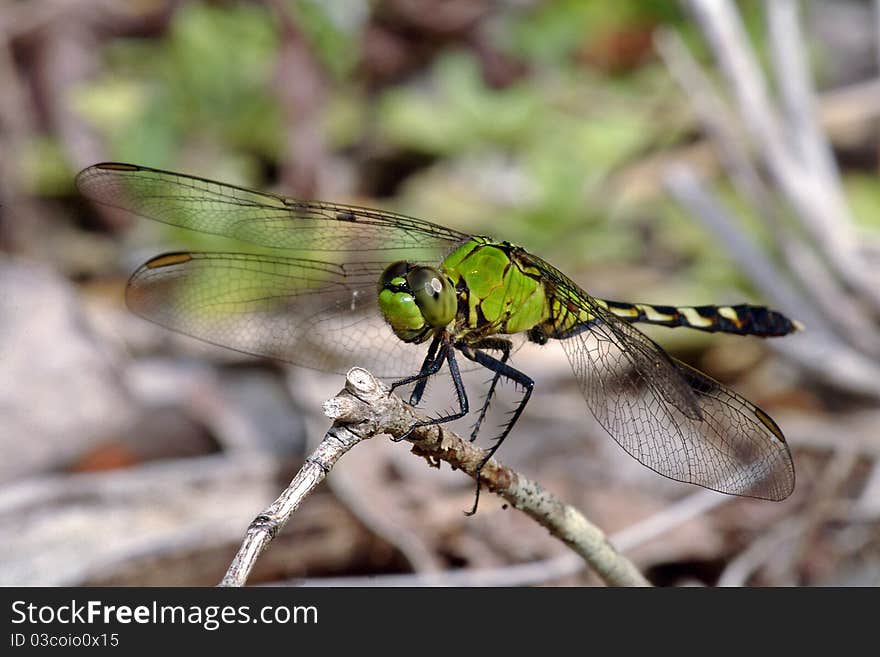 Green Dragonfly perched on a small twig