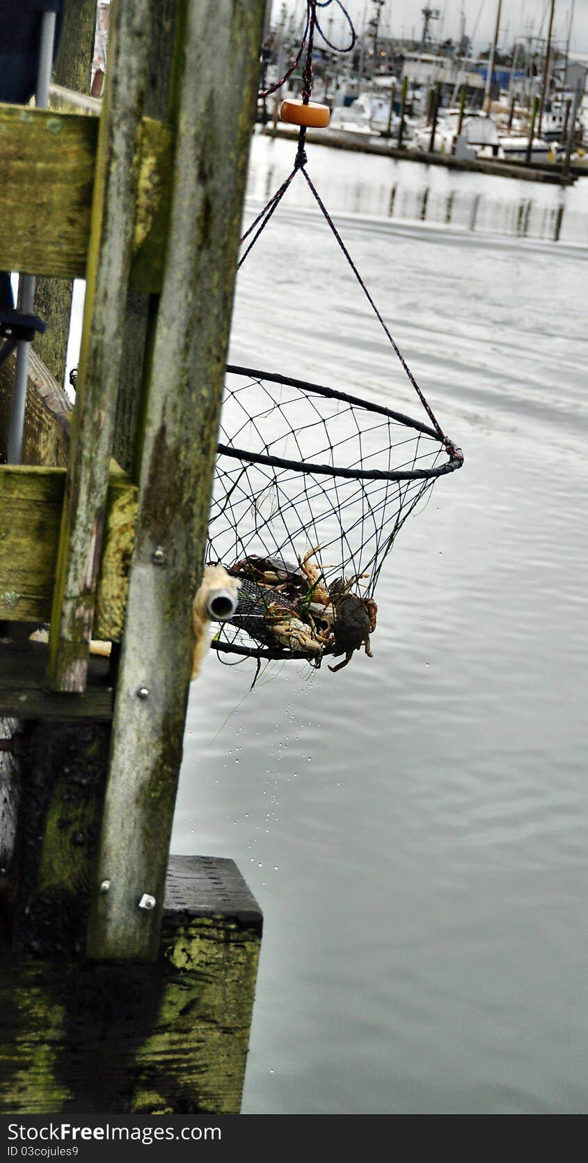 Fresh crab being pulled from the water off the boardwalk in the westport washington marina. Fresh crab being pulled from the water off the boardwalk in the westport washington marina.