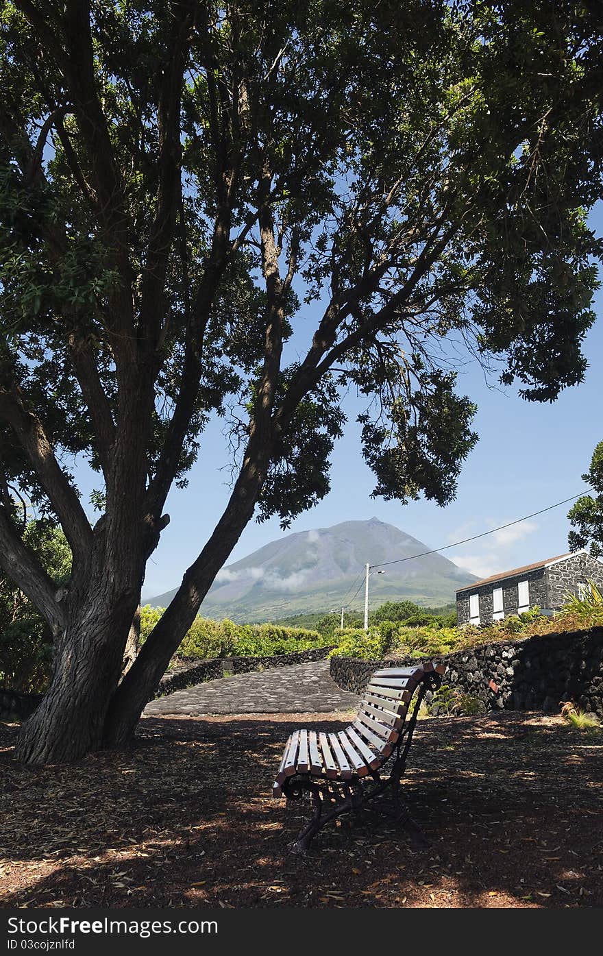 Bench under a big tree in Pico island, Azores