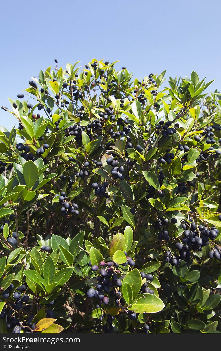 Fruits of picconia azorica shrub, endemic of Azores