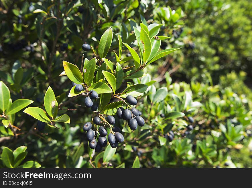 Fruits of picconia azorica shrub, endemic of Azores