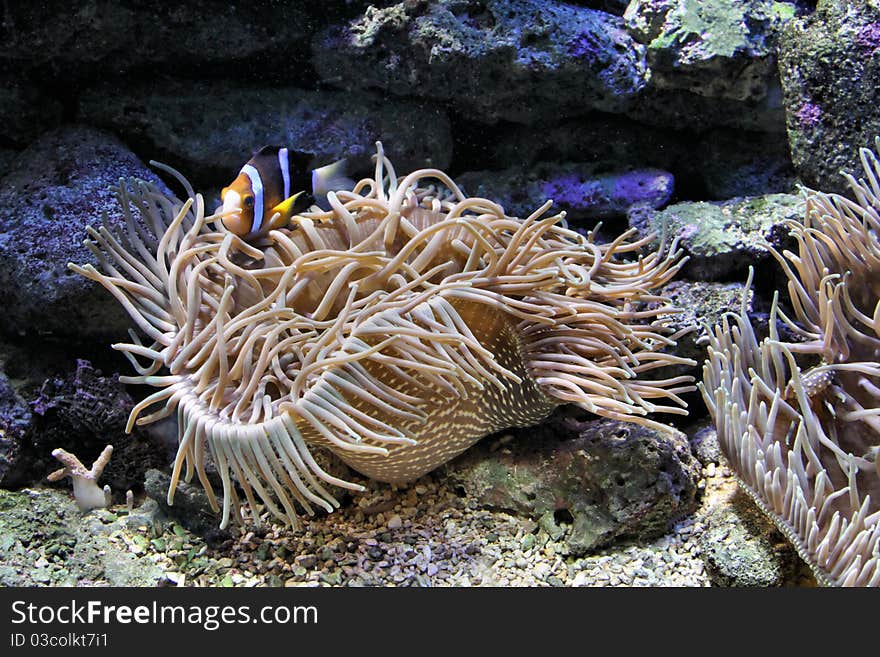 A clown fish and an anemone underwater