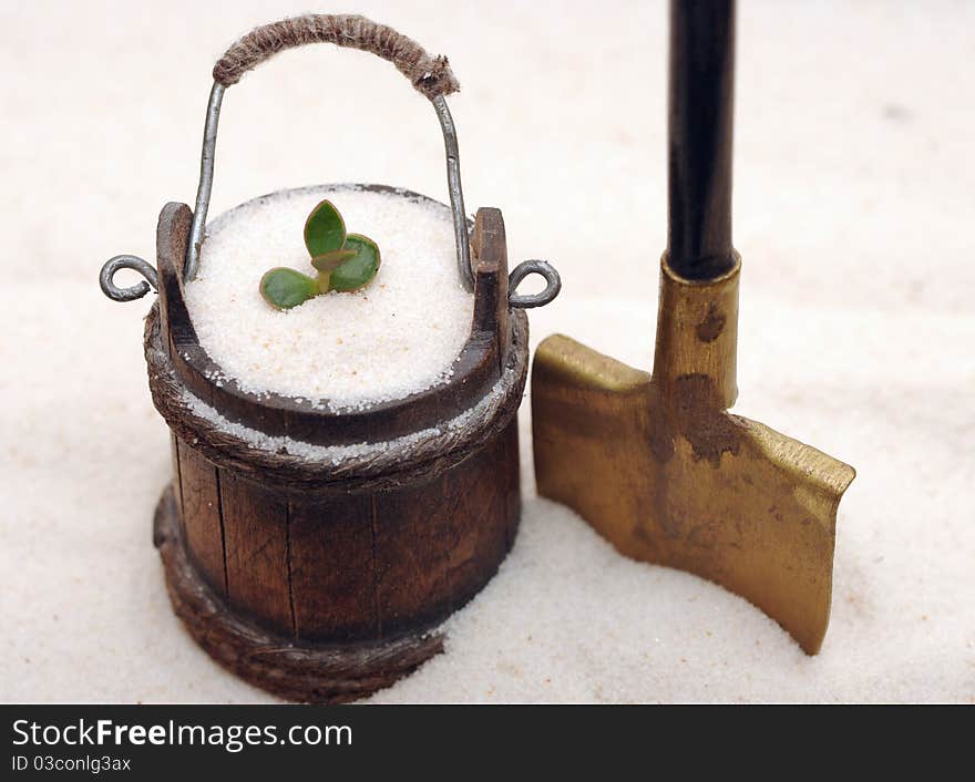 Single young plant sprouting from of sand. Single young plant sprouting from of sand