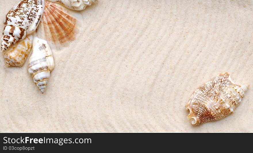 A series of seashells scattered around the sand to make a frame. A series of seashells scattered around the sand to make a frame