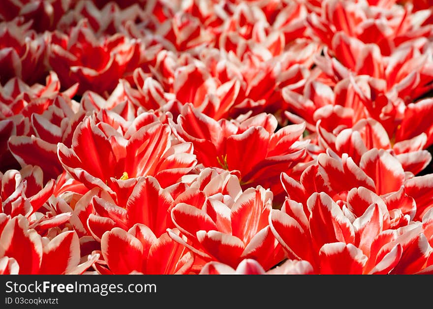 Beautiful Holland tulips growing in a park