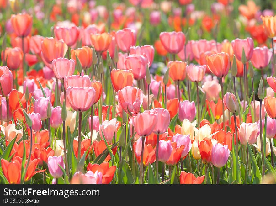 Beautiful Holland tulips growing in a park