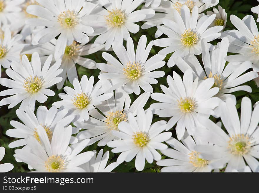 Beautiful Holland camomiles growing in a park