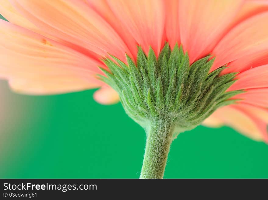 Gerbera Stem