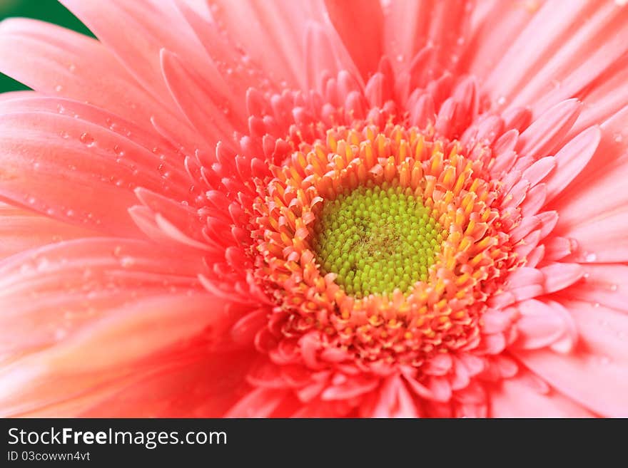 Close-up of a pink daisy