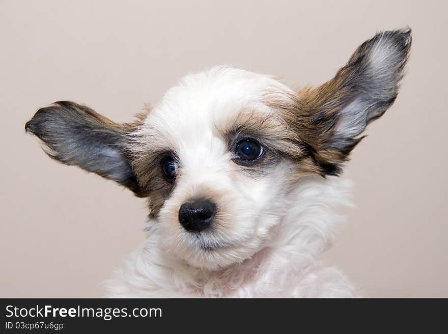 Chinese Crested  Breed Puppy