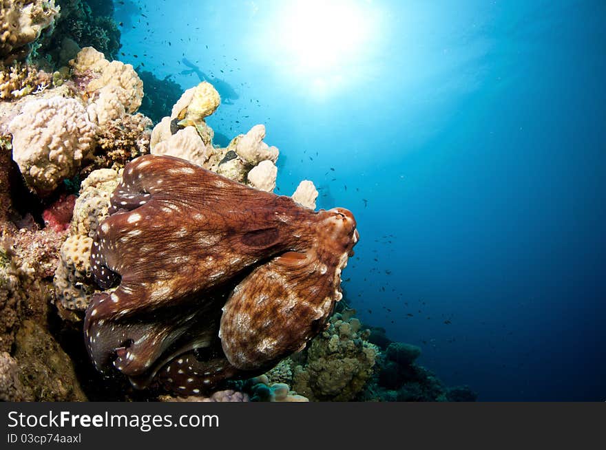 Red reef octopus in the red sea. Red reef octopus in the red sea