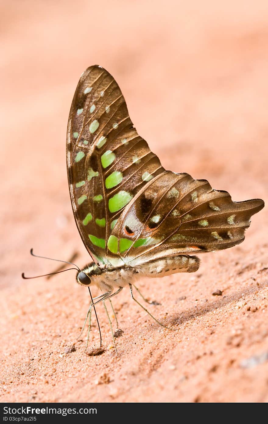 Tailed Jay-Graphium agamemnon, eating mineral on the ground. Tailed Jay-Graphium agamemnon, eating mineral on the ground