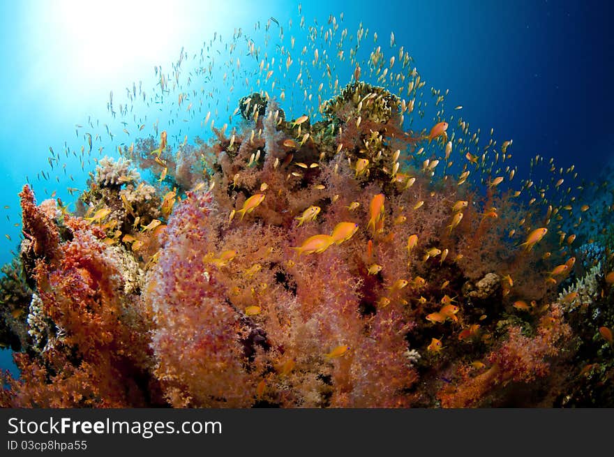 Vibrant Coral Reef With Lots Of Fish