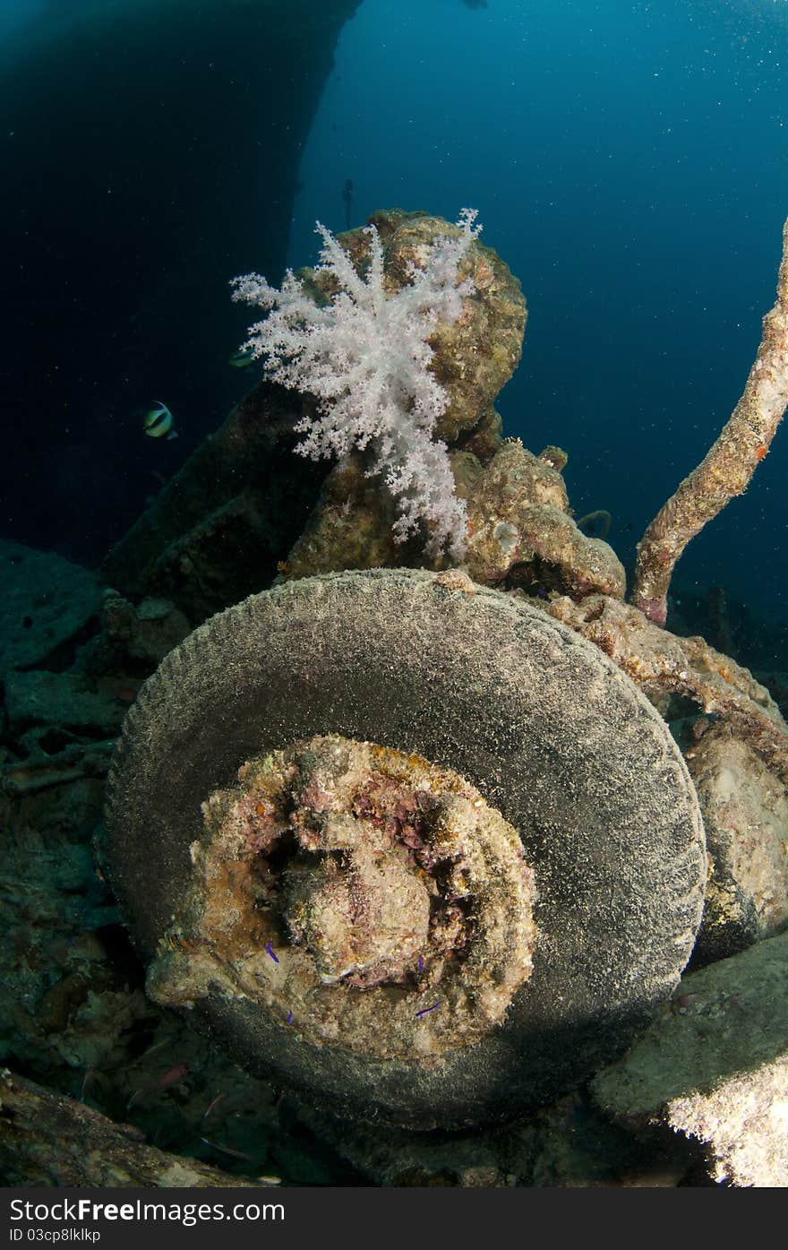 Rubber Tire On SS Thistlegorm In The Red Sea