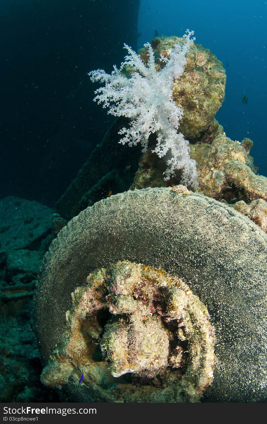 Rubber tyer on SS Thistlegorm in the red sea