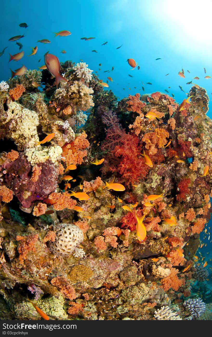 Vibrant coral reef with bright reds and oranges