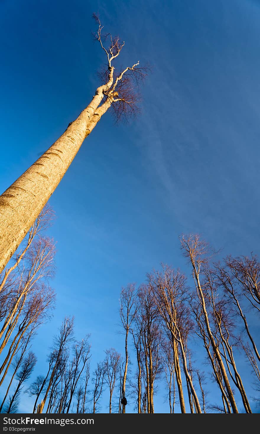 Tall tree in early spring evening light