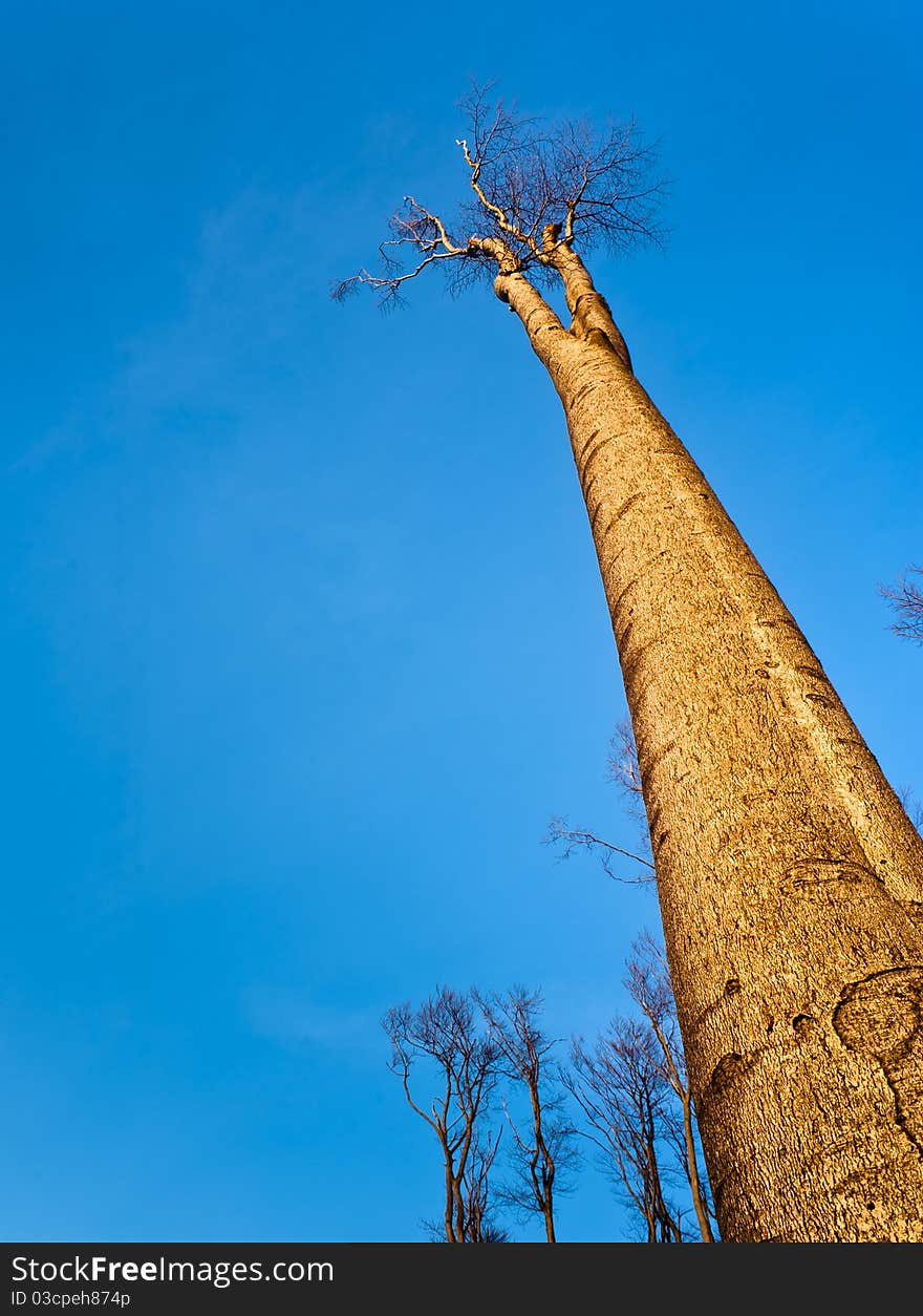 Tall tree in early spring evening light. Tall tree in early spring evening light