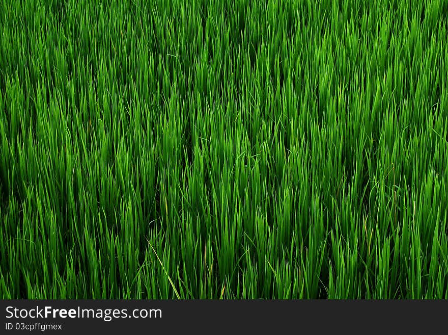 Background Green rice  field thailand