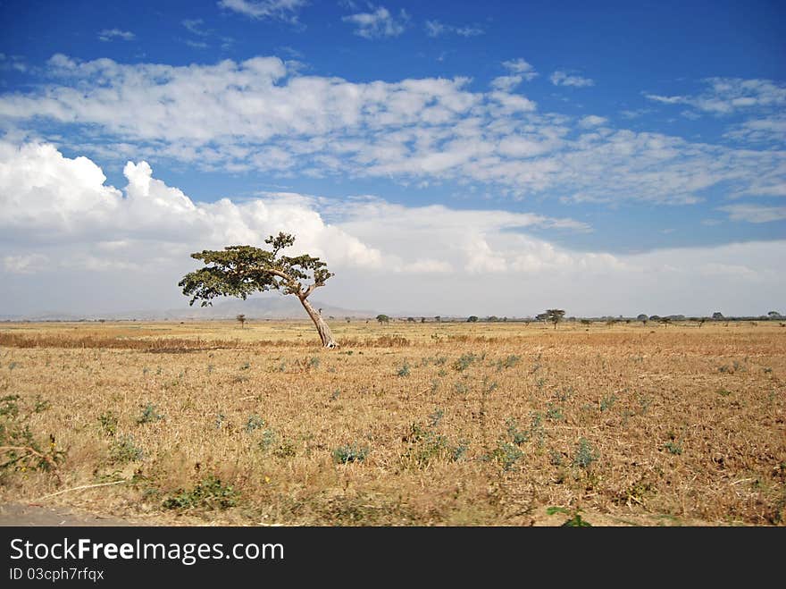 Tree on yellow field in Ethiopia. Tree on yellow field in Ethiopia