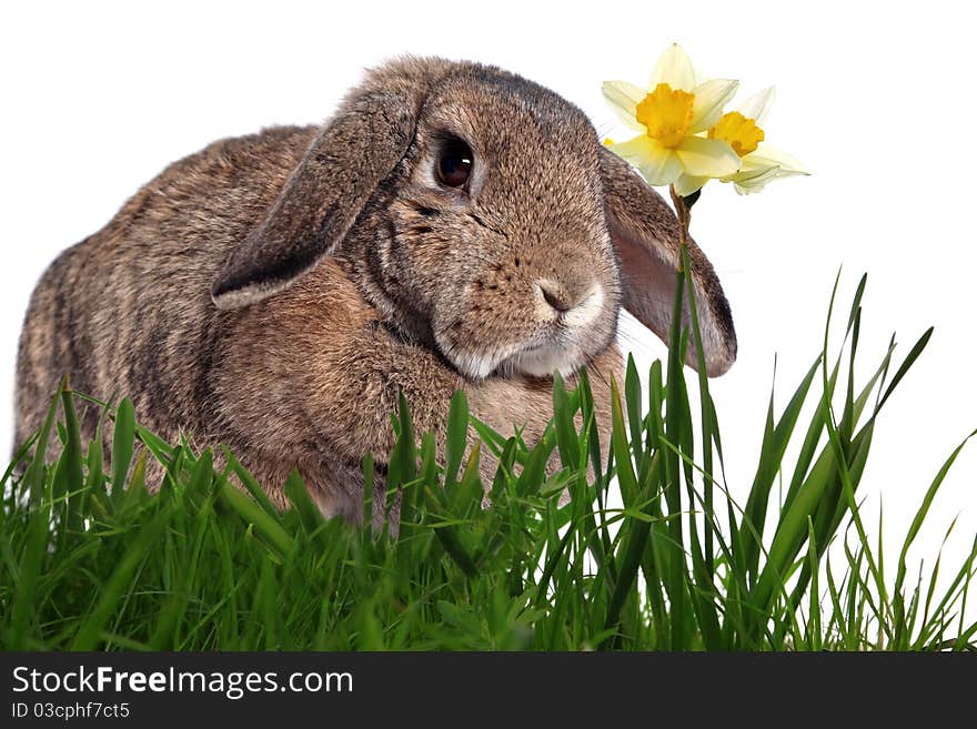 Adorable rabbit in green grass with yellow spring daffodils isolated on white