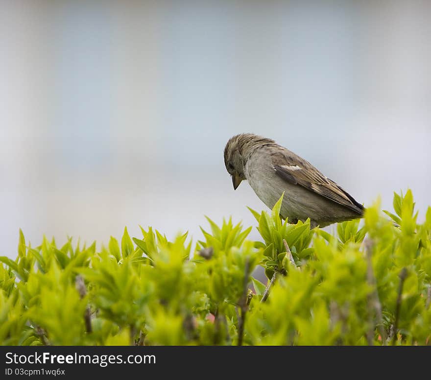 Sad thinkfull sparrow between the leaves. Sad thinkfull sparrow between the leaves