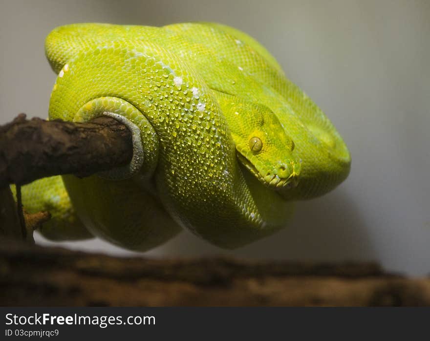 Green snake curled up on a branch. Green snake curled up on a branch