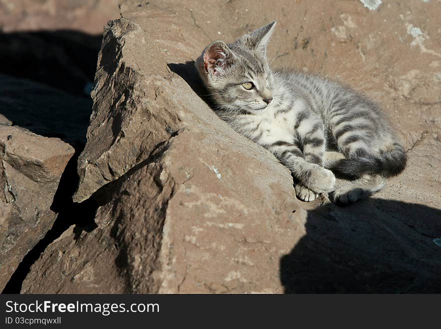 Wild kitten sunning on the rocks