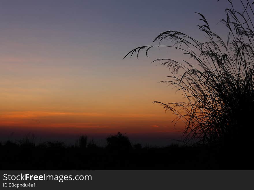 The grass and twilight sky