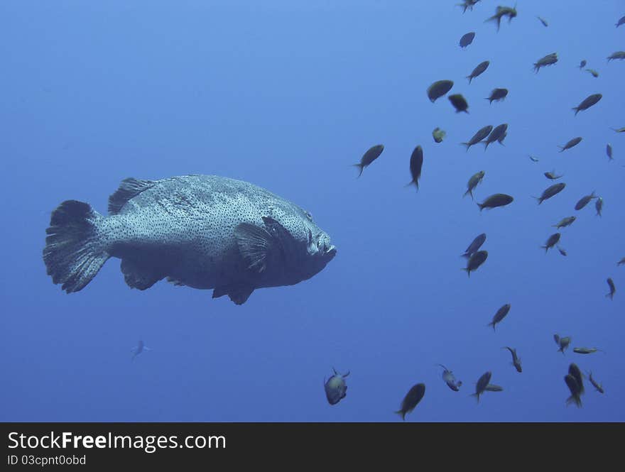 Close-up grouper in the blue looking at some tasty fish