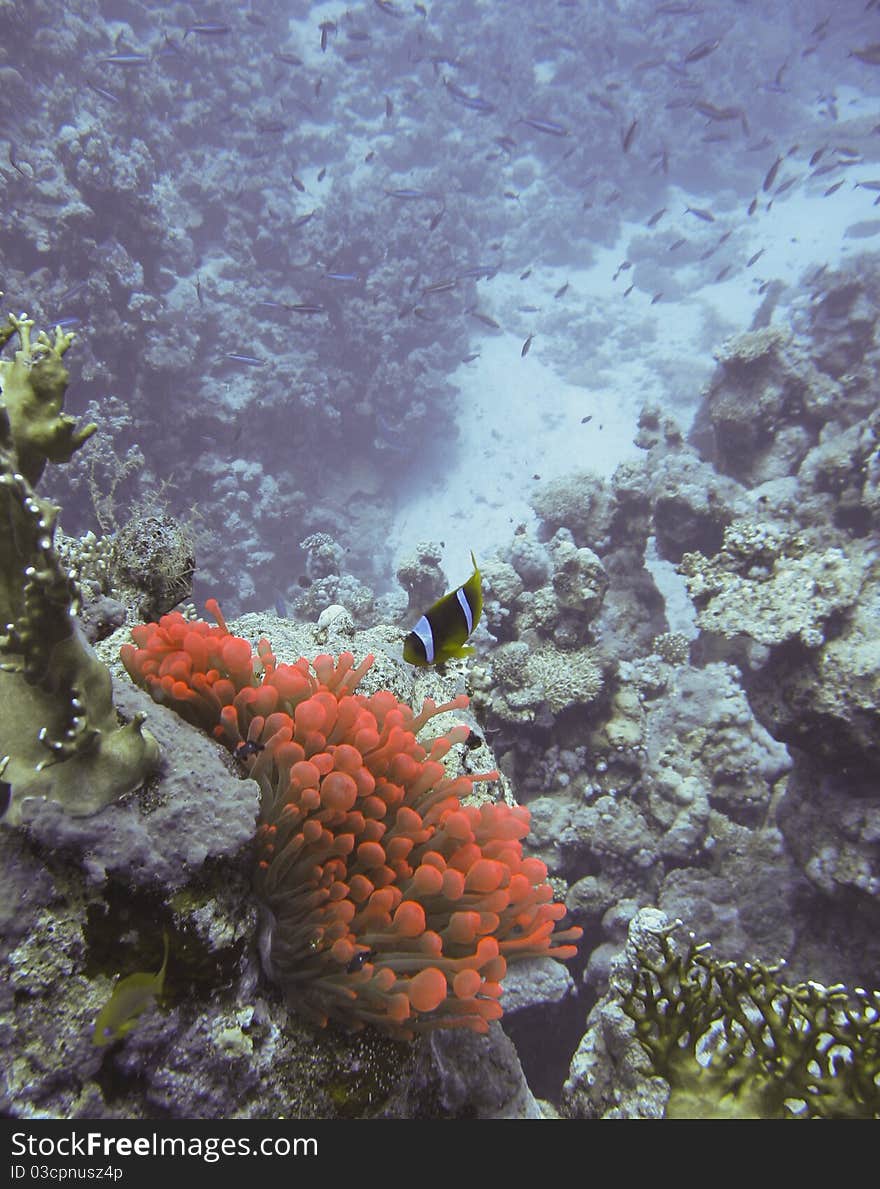 Anemone clown fish protecting his anemone at 30m depth