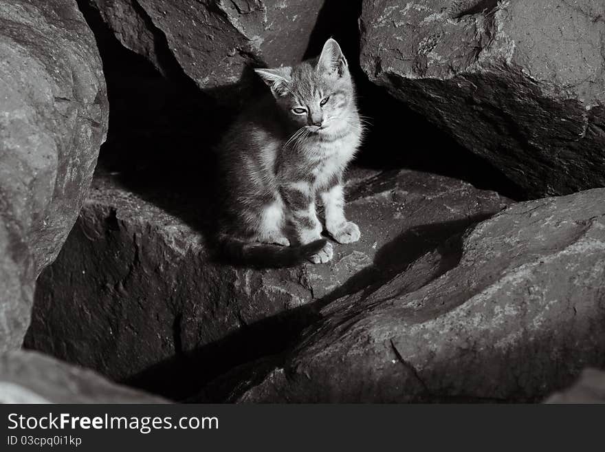 Wild kitten sunning on the rocks