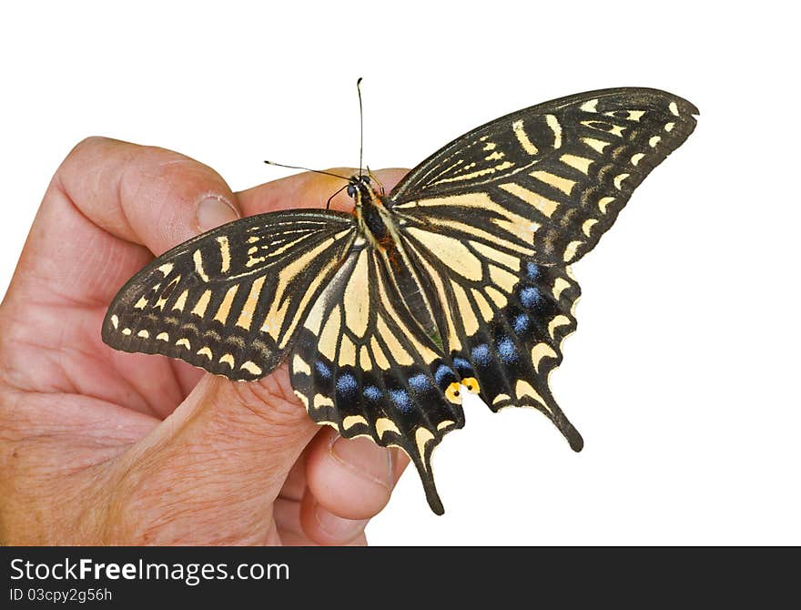 A close up of the butterfly swallowtail (Papilio xuthus) on hand. Isolated on white. A close up of the butterfly swallowtail (Papilio xuthus) on hand. Isolated on white.