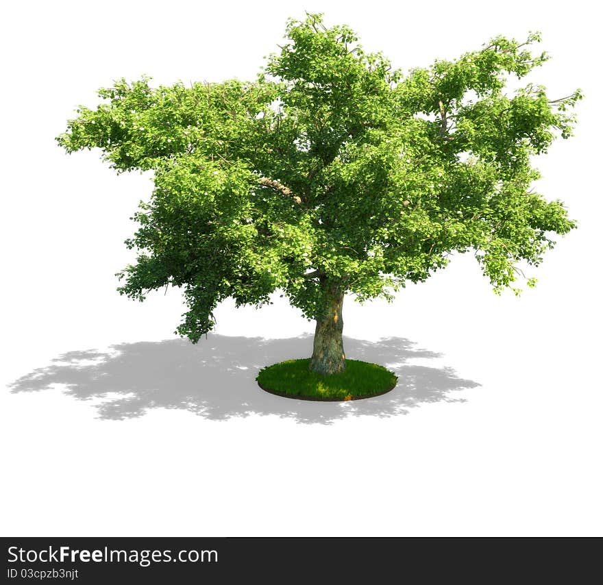 Green tree on white background