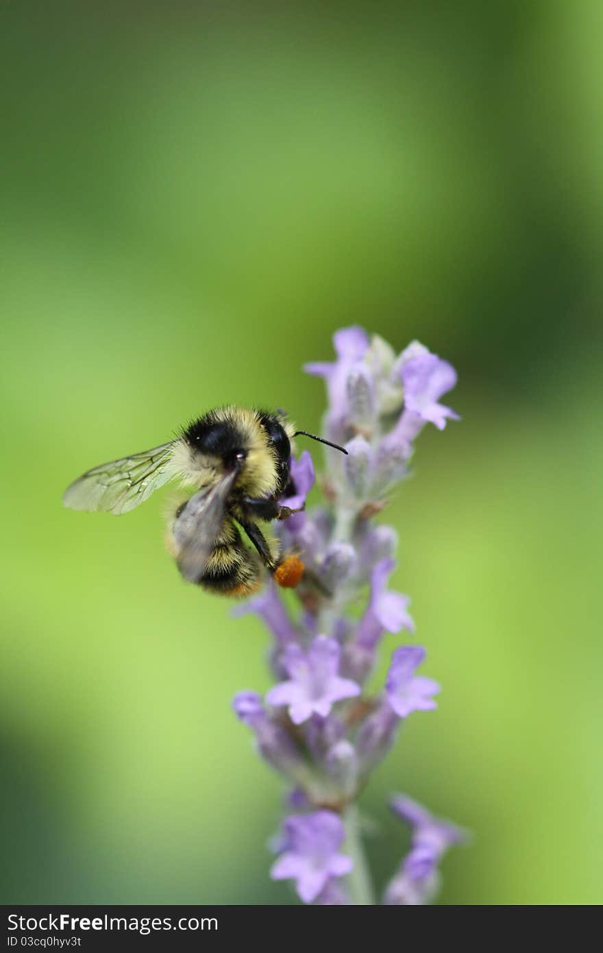 Bee on lavander flower. bee and flower