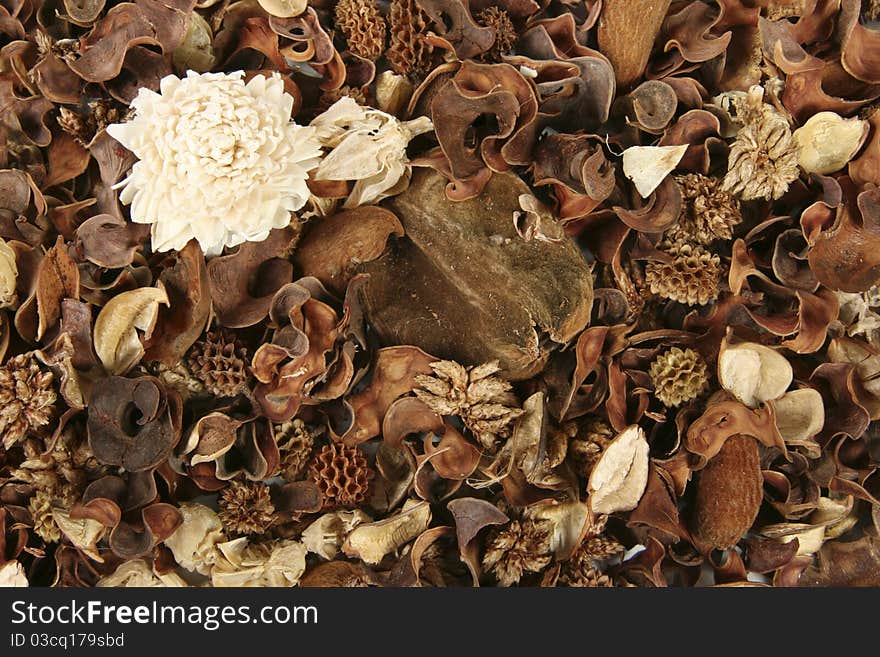 Dried flowers and plants