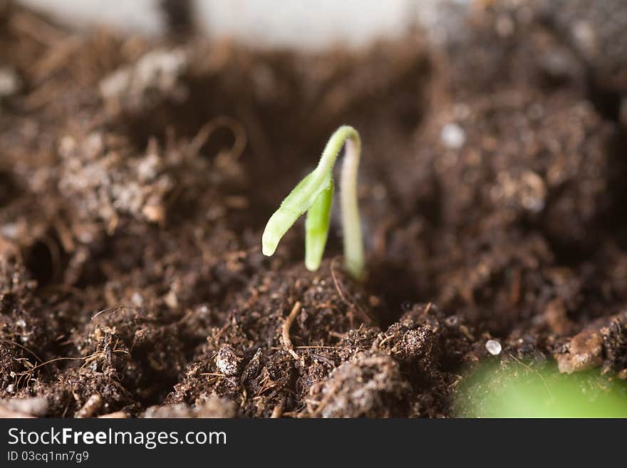 Young sprout emerging from the ground